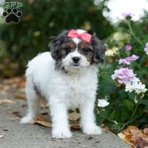 Sunshine, Cavapoo Puppy